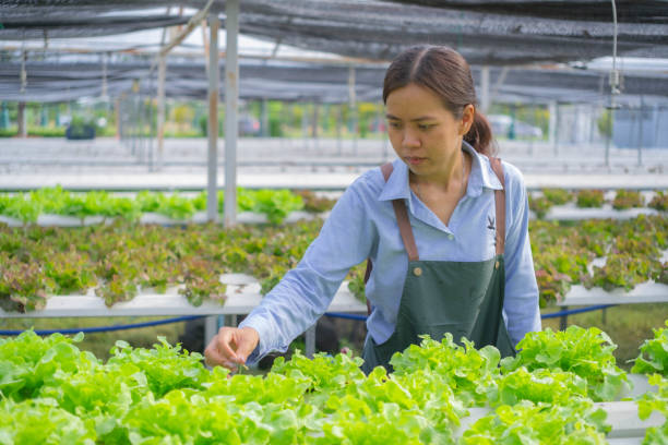 istock Asian female farmer inspects produce in her vegetable plot 2081238499