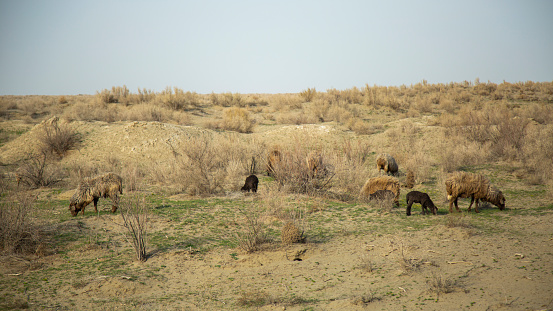 sheep eating grass in uzbekistan