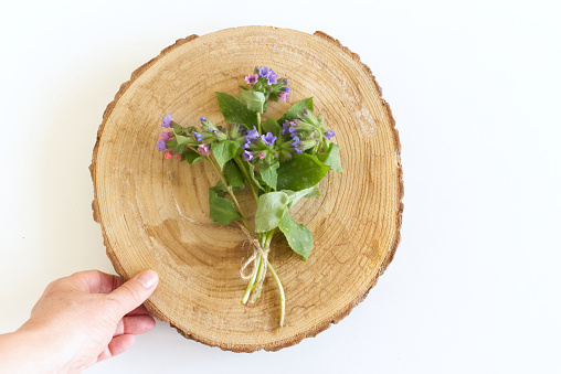 Female hands are holding a beautiful spring bouquet Pulmonaria officinalis, common names lungwort, common lungwort, Mary's tears, on a cut wooden tree trunk and herbal tea from Pulmonaria officinalis for herbal medicine.