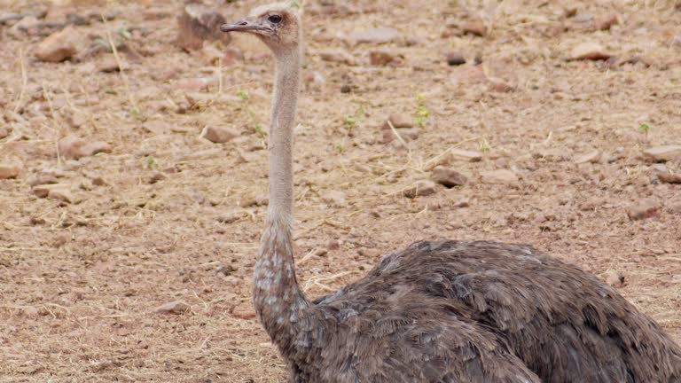 large ostrich is brown and has a long neck standing in the dirt.