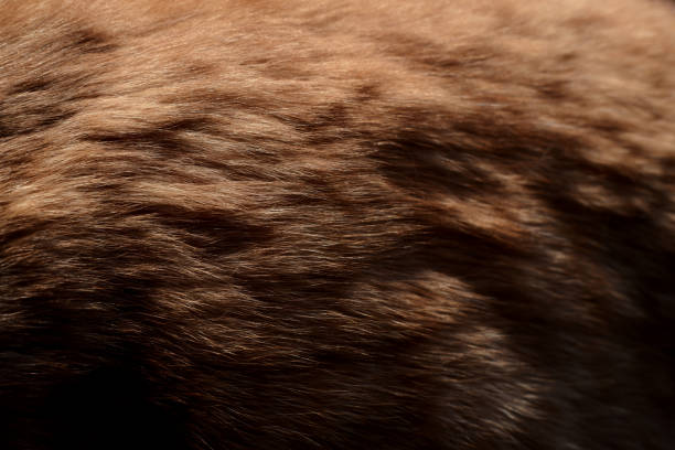 istock animal fur texture. orange animal fur background image 2081250778