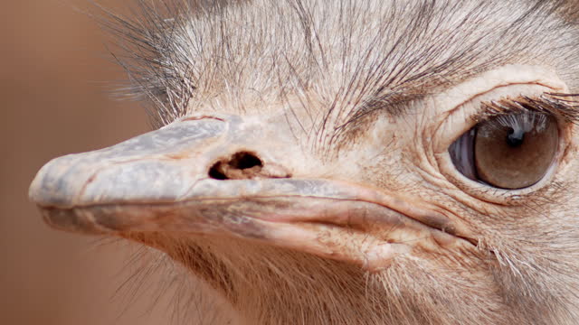 Ostrich's face with a slightly angry expression eyes are open and its beak is visible.