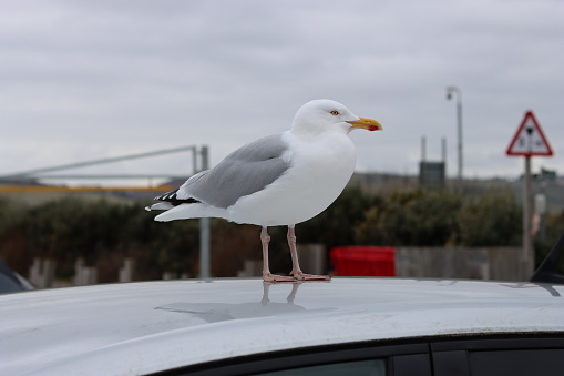 Seagull standing on a car roof in a seaside car park