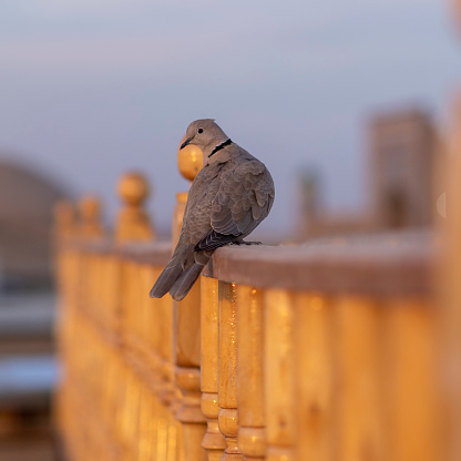 it is a mostly sedentary bird in uzbekistan