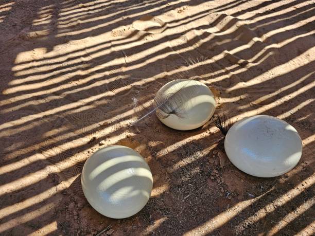 istock Eight ostrich eggs in a low sand nest concept 2081259986
