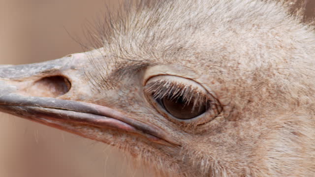 Ostrich's face with a slightly angry expression eyes are open and its beak is visible.