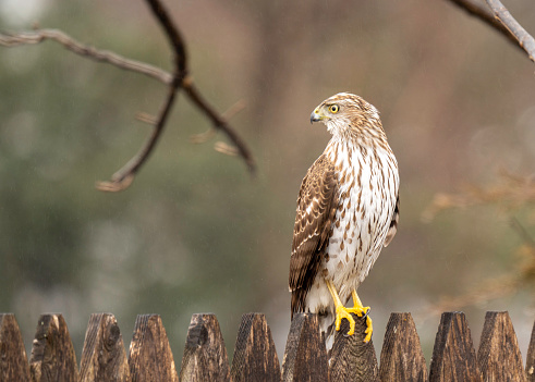 A juvenile Cooper's Hawk perched on a fence on a rainy day in Suffolk County,  Long Island,  NY.
