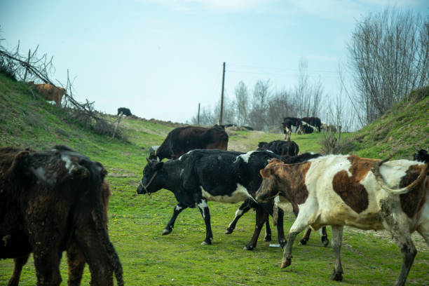 Three young cattle in a pasture on an island in the Wadden Sea