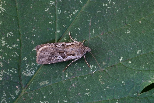 White-line Dart moth (Euxoa tritici) adult at rest on leaf\n\nEccles-on-Sea, Norfolk, UK.               July