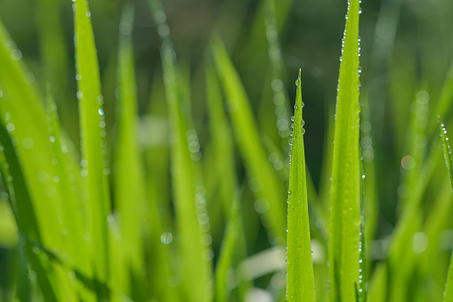 Green grass with drops of dew, blurred background. Shallow, selective focus. Copy Space