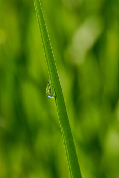 Dew drops cling to the tips of vibrant green grass, catching the soft morning light in a peaceful outdoor scene with a blurred background. Beautiful bokeh light, space for copy.