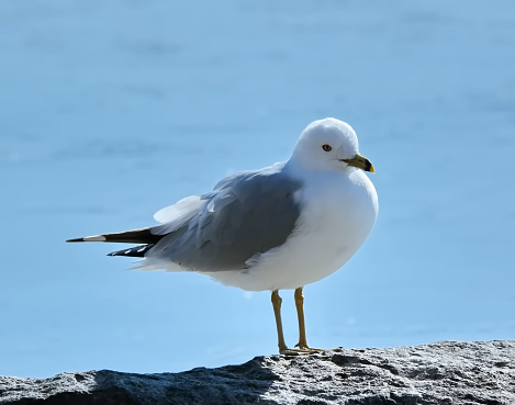 A ring-billed gull perched