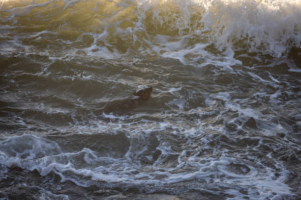 A dog is swimming in the ocean. The water is choppy and the waves are high. The dog is in the middle of the ocean and he is enjoying the ride