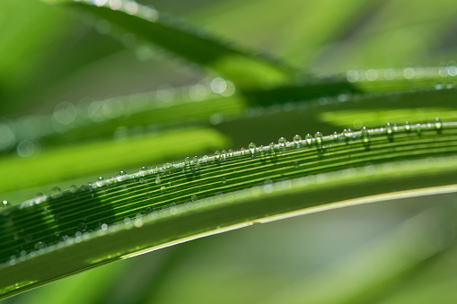 Dew drops on fresh green grass on a blurred background. Lush Green Grass on Meadow. Shallow depth of field.