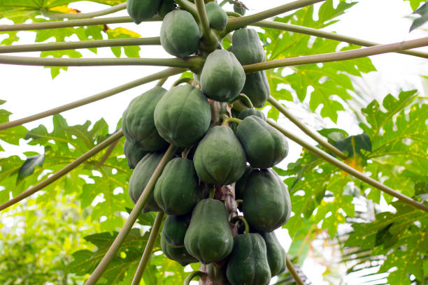 istock Papaya fruits on a tree. Papaya tree 2081278515