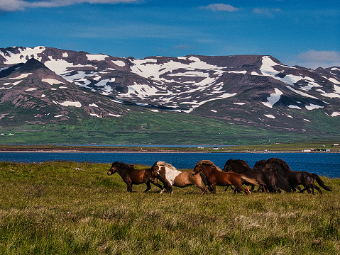 Horses run freely in a mountainous landscape