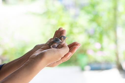 small baby bird falling out of a nest in the palm of a person. Nestling bird.