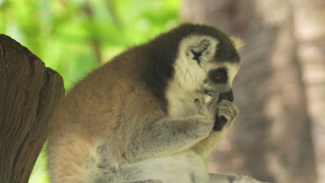 Ring Tailed Lemur is cleaning its body and looking curiously at the camera.