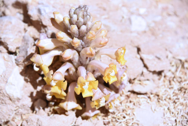Timna park Cistanche tubulosa