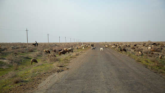 group of sheep in the middle of road