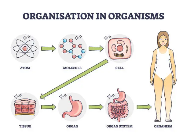 Vector illustration of Organisation in organisms with hierarchical level structure outline diagram