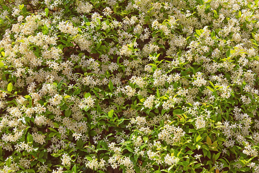 Star Jasmine ( Trachelospermum jasminoides ) in bloom. Liana with green leaves and white flowers, background