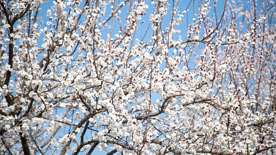 Prunus 'Tai-haku' is the white cherry