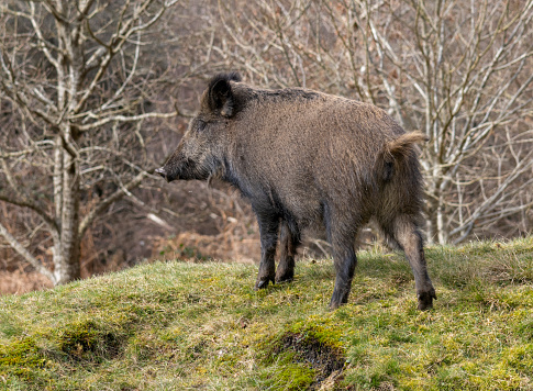 Wild boar sow from forest of dean