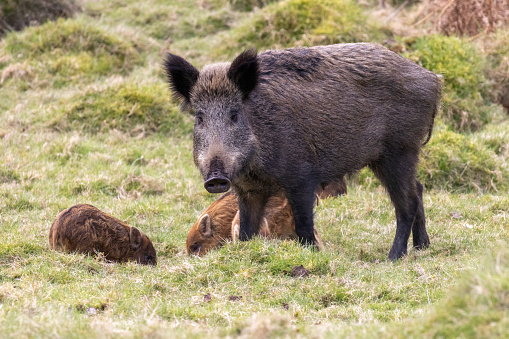 Wild boar sow from forest of dean