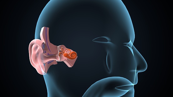 The ear develops from the first pharyngeal pouch and six small swellings that develop in the early embryo called otic placodes, which are derived from ectoderm.
