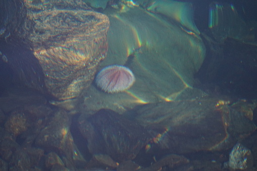 Sea urchin in cold clear water at a norwegian marina.