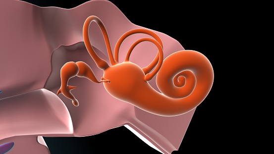 human ear drum and cochlea anatomy. 3d illustration