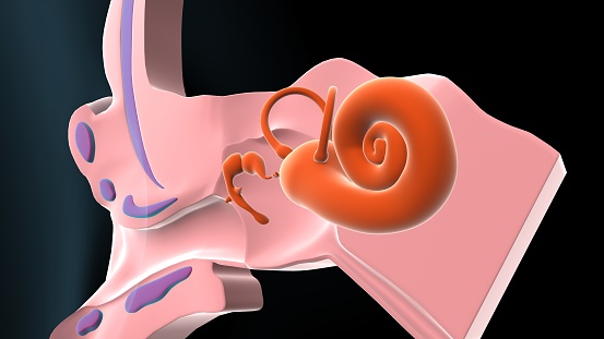 human ear drum and cochlea anatomy. 3d illustration