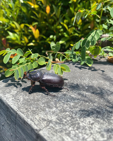 Rhinoceros beetle on post with vegetation in Bali