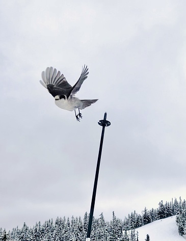 Grey Jay flies off of ski pole above snowy forest and ski slope in winter