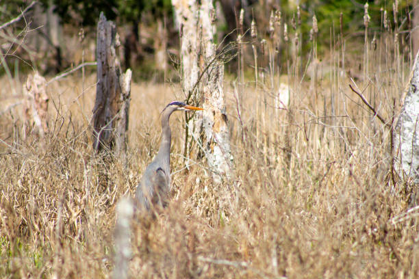 Great blue heron (Ardea herodias) hunts in tall grasses