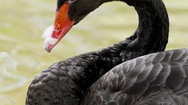 Black swan preening their feathers.