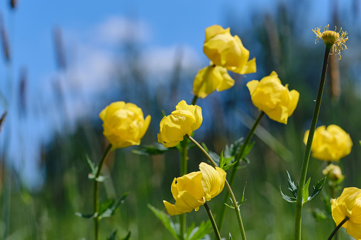 Yellow buds of a Trollius flower or Globe-flower on a blurred natural background. Shallow depth of field