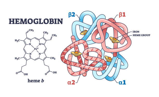 struktur kimia hemoglobin dengan diagram garis besar polipeptida dan kelompok heme - hb foto ilustrasi stok