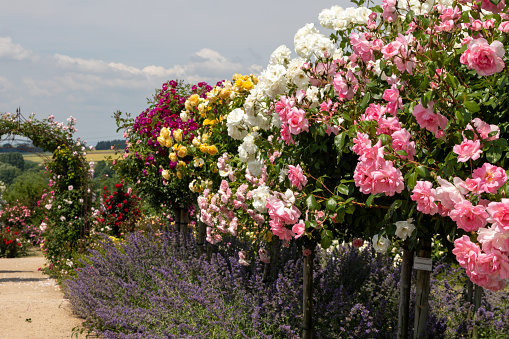 a footway between a variety of rose bushes with different colors in white, pink and red