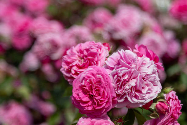 istock Close-up of three red roses in full bloom 2081357453