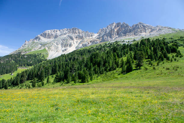 istock Mountain landscape on Latemar  in summer 2081365238