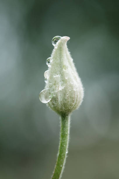 Macro photo of carnation flower bud in greenhouse. No people are seen in frame. Shot in greenhouse with a full frame mirrorless camera.