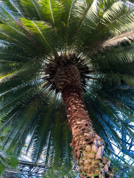 istock Upward view of a tall palm tree against a blue sky 2081370019
