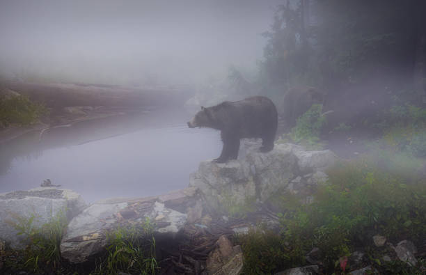 Grizzly Bear beside a small pond on a very foggy day at Grouse Mountain, British Columbia.
