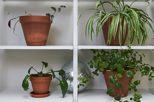 Front view graphic image of green potted plants on shelf in white cupboard copy space