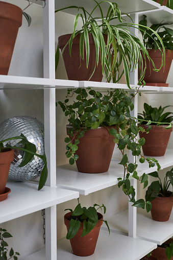 Vertical background image of various potted plants on graphic shelf at angle copy space