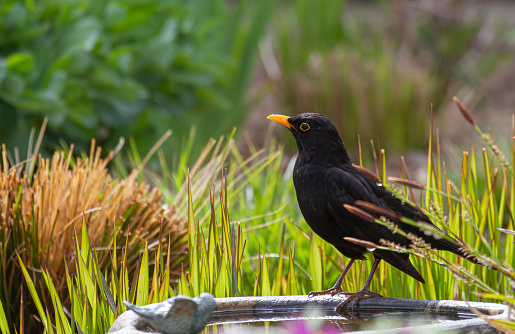 A blackbird (turdus merula) sitting on a bird bath with grasses in the background