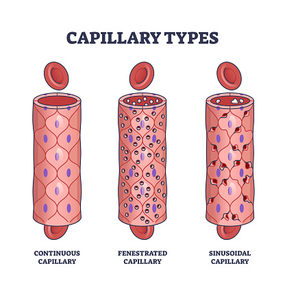 Capillary types with continuous, fenestrated and sinusoidal outline diagram. Labeled educational scheme with biological differences for bloodstream walls vector illustration. Vascular flow tubes.