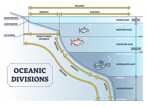 Oceanic divisions and depth zones as underwater parts in outline diagram. Labeled educational geographic system with shallow and deep ecosystem vector illustration. Meters graphic with titled sections